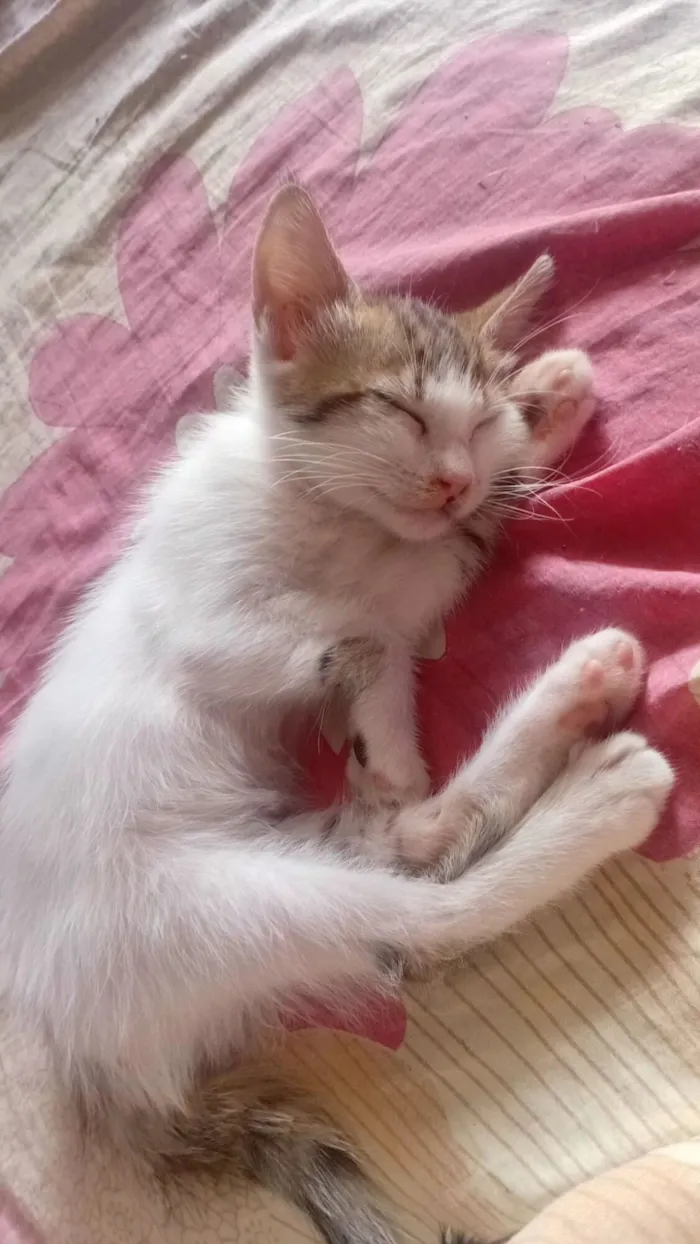 Gato raça SRD-ViraLata idade 2 a 6 meses nome bela