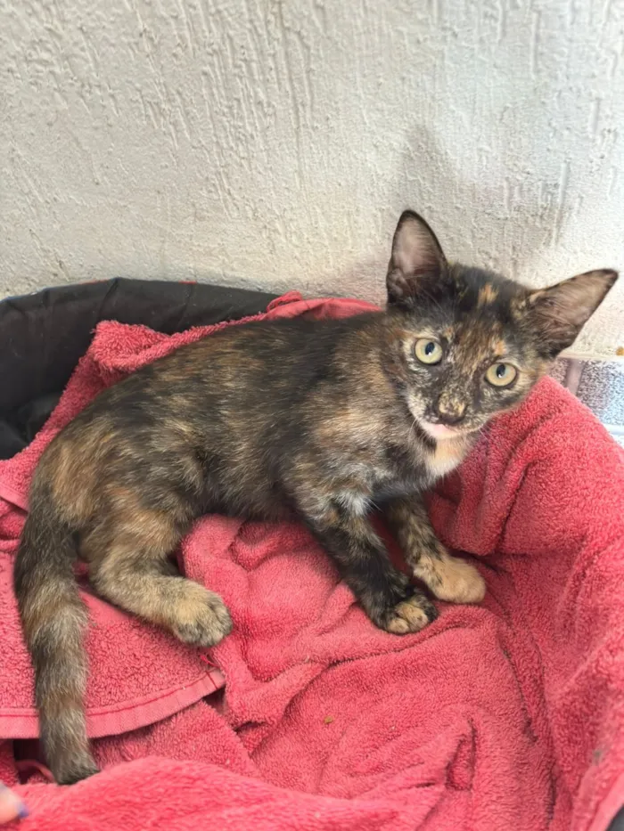 Gato raça SRD-ViraLata idade 2 a 6 meses nome Mary Jane amora e Leo