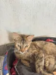 Mary Jane amora e Leo