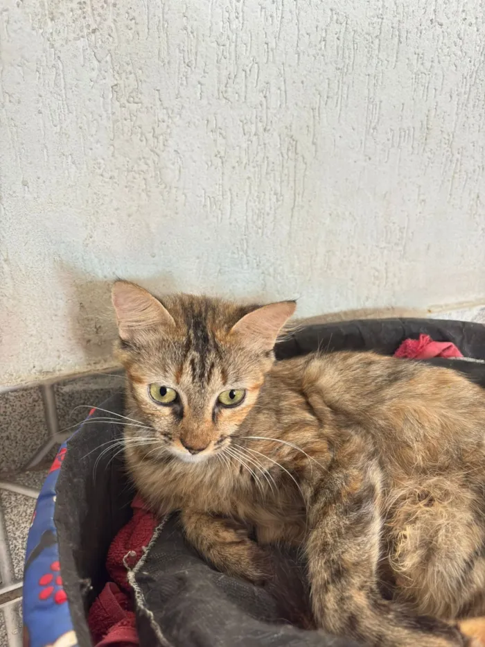 Gato raça SRD-ViraLata idade 2 a 6 meses nome Mary Jane amora e Leo