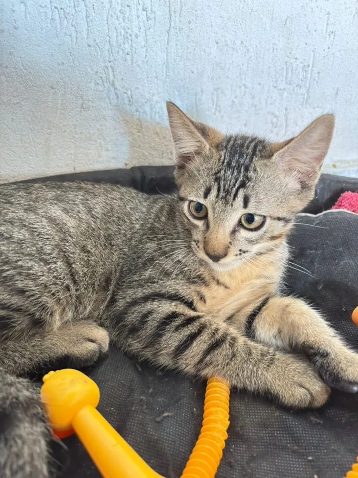 Gato raça SRD-ViraLata idade 2 a 6 meses nome Mary Jane amora e Leo