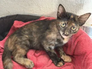 Gato raça SRD-ViraLata idade 2 a 6 meses nome Mary Jane amora e Leo