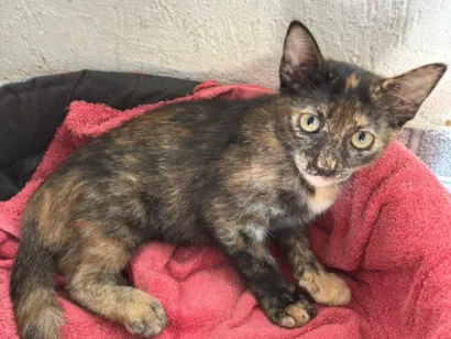 Gato raça SRD-ViraLata idade 2 a 6 meses nome Mary Jane amora e Leo