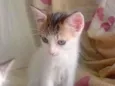 bela