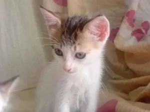 Gato raça SRD-ViraLata idade 2 a 6 meses nome bela