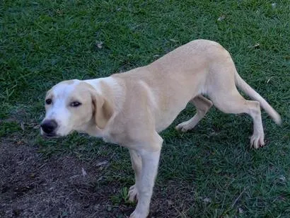 Cachorro raça SRD-ViraLata idade 1 ano nome bebezão 