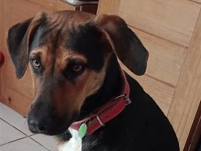 Cachorro raça SRD-ViraLata idade 7 a 11 meses nome Juninho