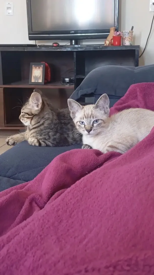 Gato raça SRD-ViraLata idade 7 a 11 meses nome Lupi e Yuki