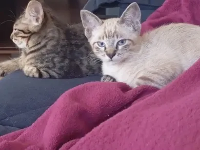 Gato raça SRD-ViraLata idade 7 a 11 meses nome Lupi e Yuki