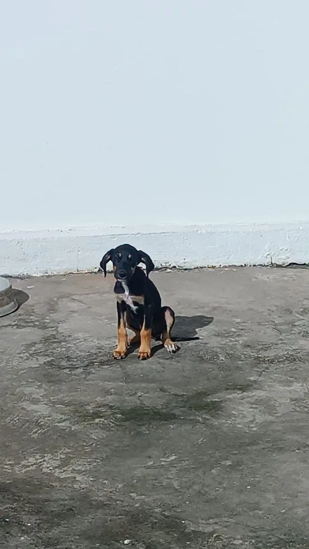 Cachorro raça Dobermann idade 2 a 6 meses nome nao tem nome ainda