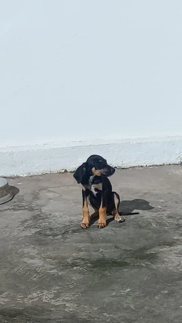 Cachorro raça Dobermann idade 2 a 6 meses nome nao tem nome ainda