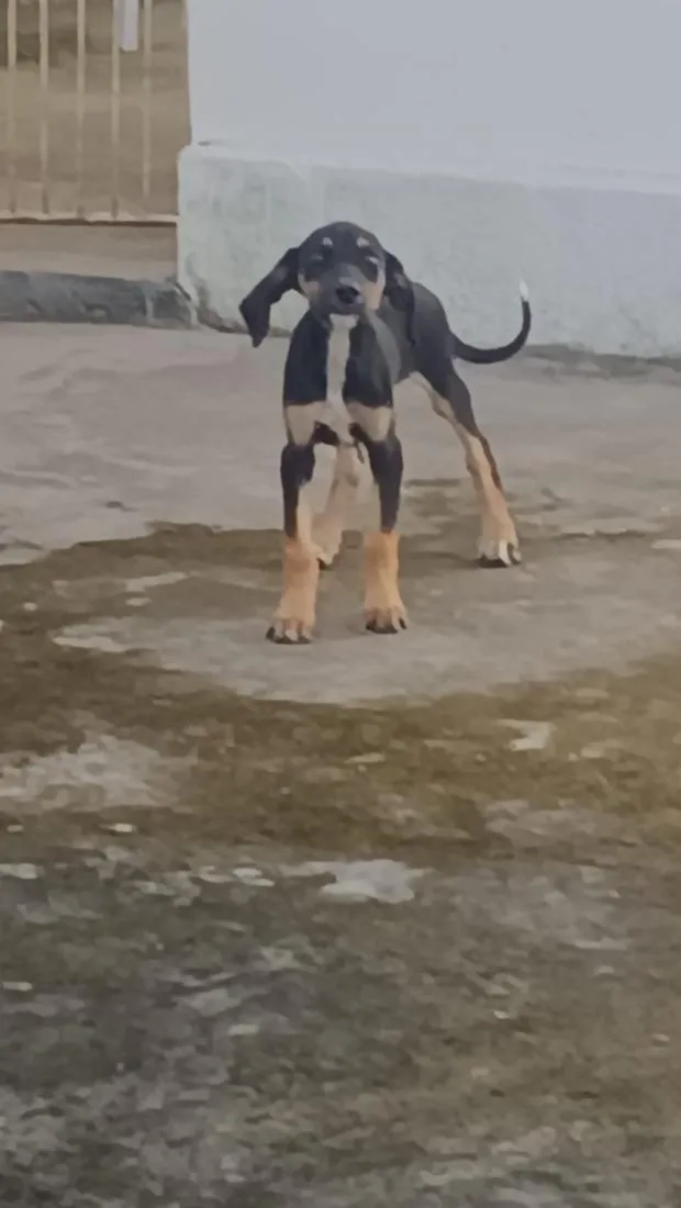 Cachorro raça Dobermann idade 2 a 6 meses nome nao tem nome ainda