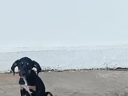 Cachorro raça Dobermann idade 2 a 6 meses nome nao tem nome ainda