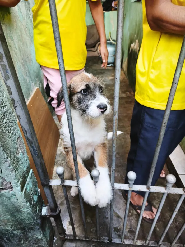 Cachorro raça SRD-ViraLata idade 7 a 11 meses nome duruki