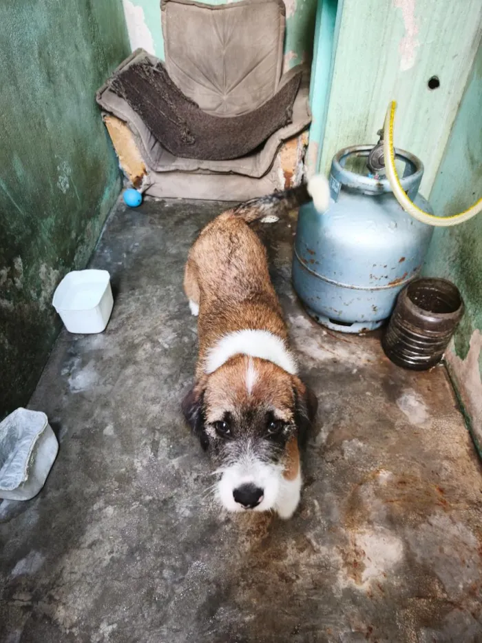 Cachorro raça SRD-ViraLata idade 7 a 11 meses nome duruki