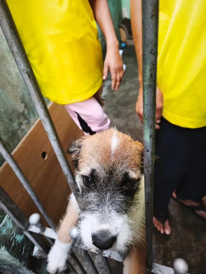 Cachorro raça SRD-ViraLata idade 7 a 11 meses nome duruki