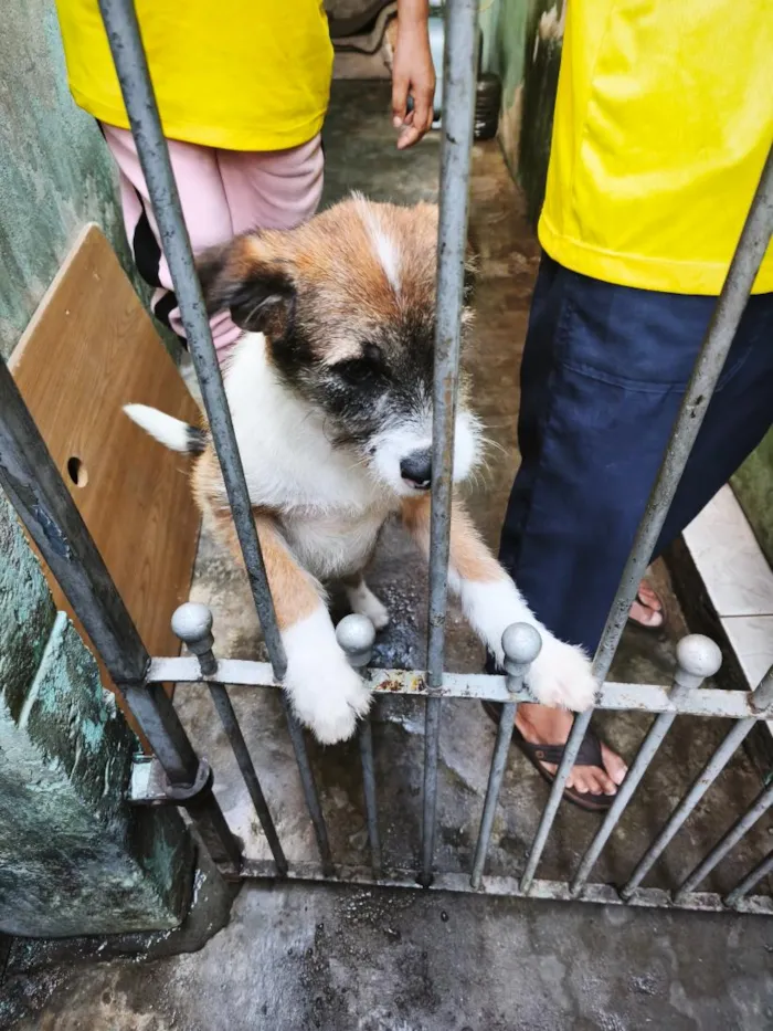 Cachorro raça SRD-ViraLata idade 7 a 11 meses nome duruki