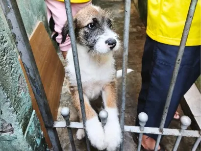 Cachorro raça SRD-ViraLata idade 7 a 11 meses nome duruki