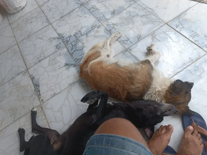 Cachorro raça SRD-ViraLata idade 6 ou mais anos nome chappie 