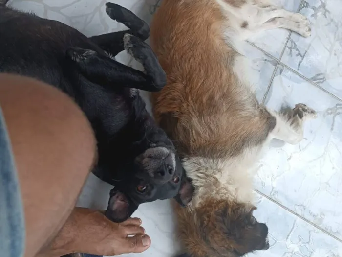 Cachorro raça SRD-ViraLata idade 6 ou mais anos nome chappie 