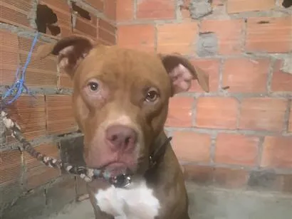 Cachorro raça Pit-Bull idade 1 ano nome Kratos