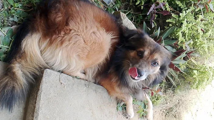 Cachorro raça SRD-ViraLata idade 3 anos nome Bob