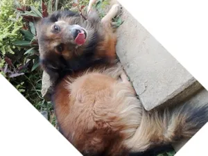 Cachorro raça SRD-ViraLata idade 3 anos nome Bob