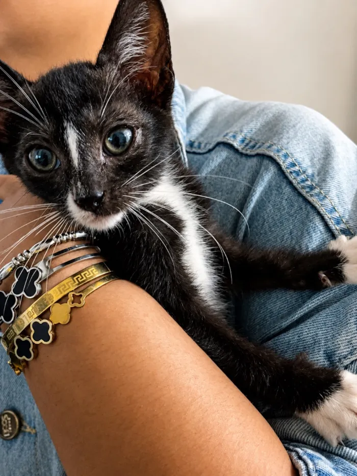 Gato raça SRD-ViraLata idade 2 a 6 meses nome Sem nome 