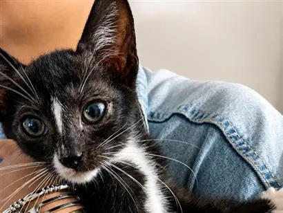 Gato raça SRD-ViraLata idade 2 a 6 meses nome Sem nome 