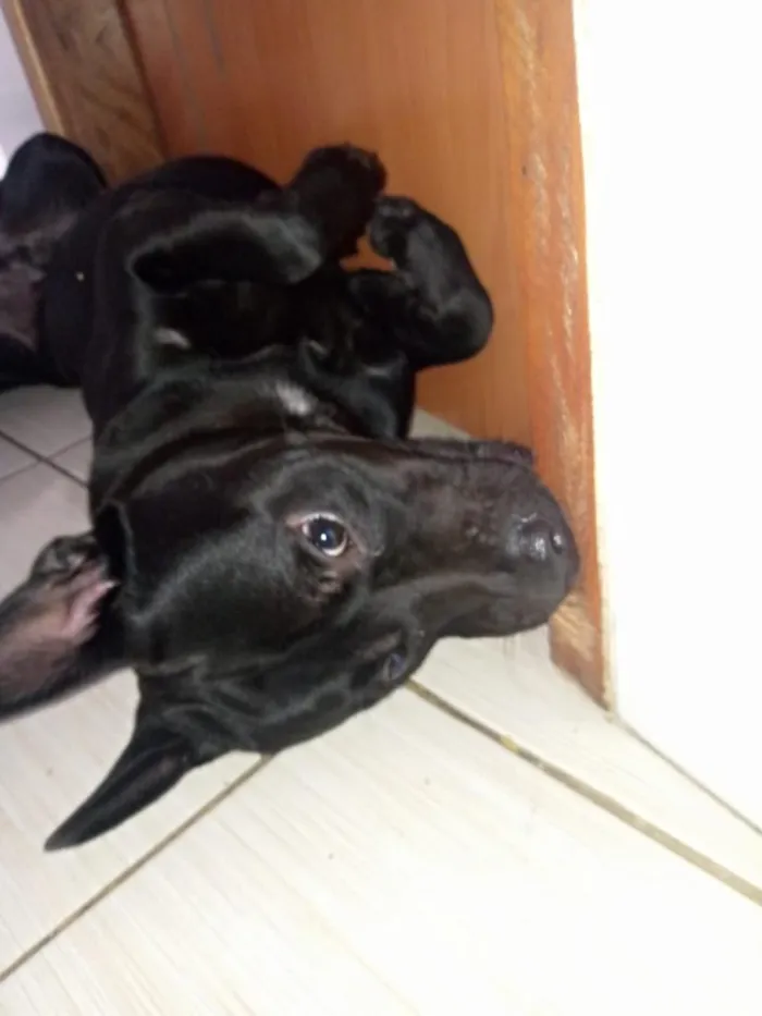 Cachorro raça Pit-Bull idade 4 anos nome zeus jose armando mendoza 