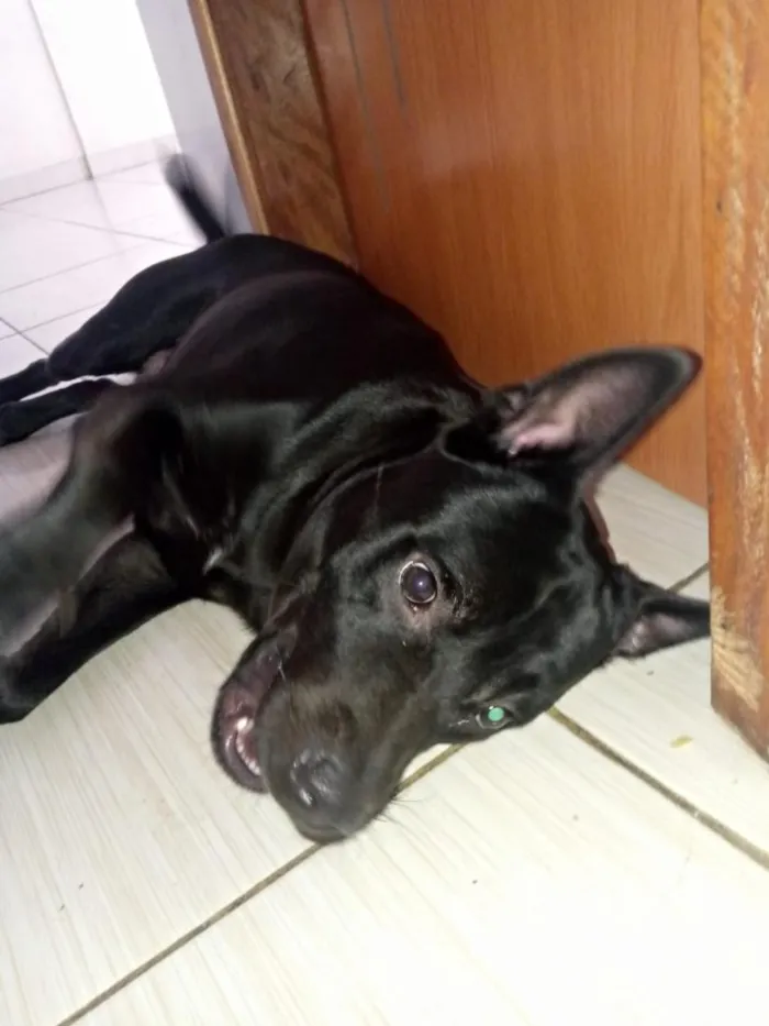 Cachorro raça Pit-Bull idade 4 anos nome zeus jose armando mendoza 