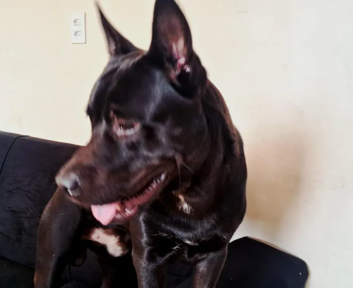 Cachorro raça Pit-Bull idade 4 anos nome zeus jose armando mendoza 