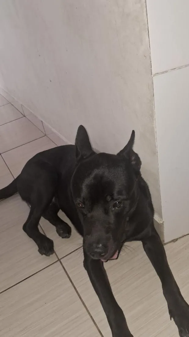 Cachorro raça Pit-Bull idade 4 anos nome zeus jose armando mendoza 
