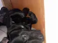 zeus jose armando mendoza 