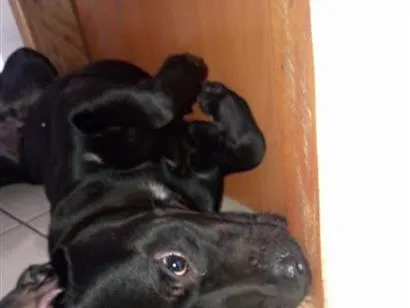 Cachorro raça Pit-Bull idade 4 anos nome zeus jose armando mendoza 