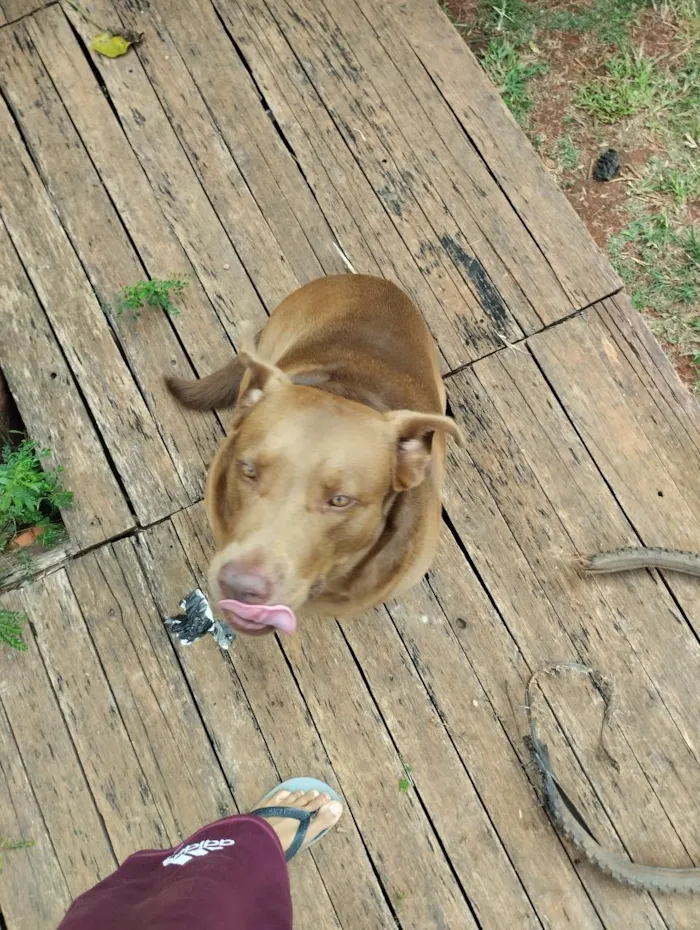 Cachorro raça Labrador idade 4 anos nome Nutella