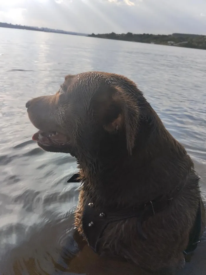 Cachorro raça Labrador idade 4 anos nome Nutella