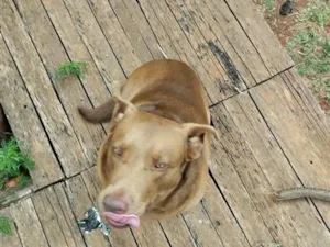 Cachorro raça Labrador idade 4 anos nome Nutella