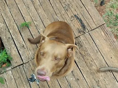 Cachorro raça Labrador idade 4 anos nome Nutella