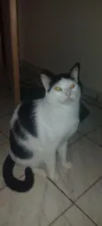 frajolinha