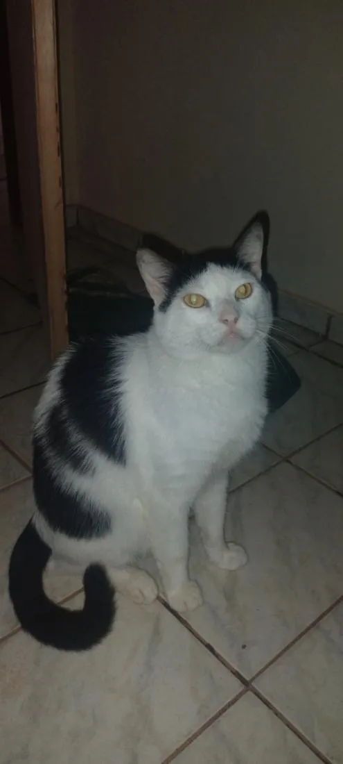 Gato raça SRD-ViraLata idade 3 anos nome frajolinha