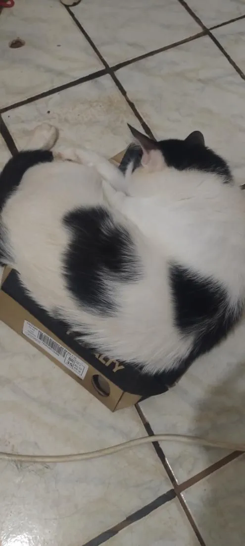 Gato raça SRD-ViraLata idade 3 anos nome frajolinha