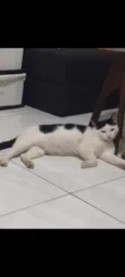 frajolinha