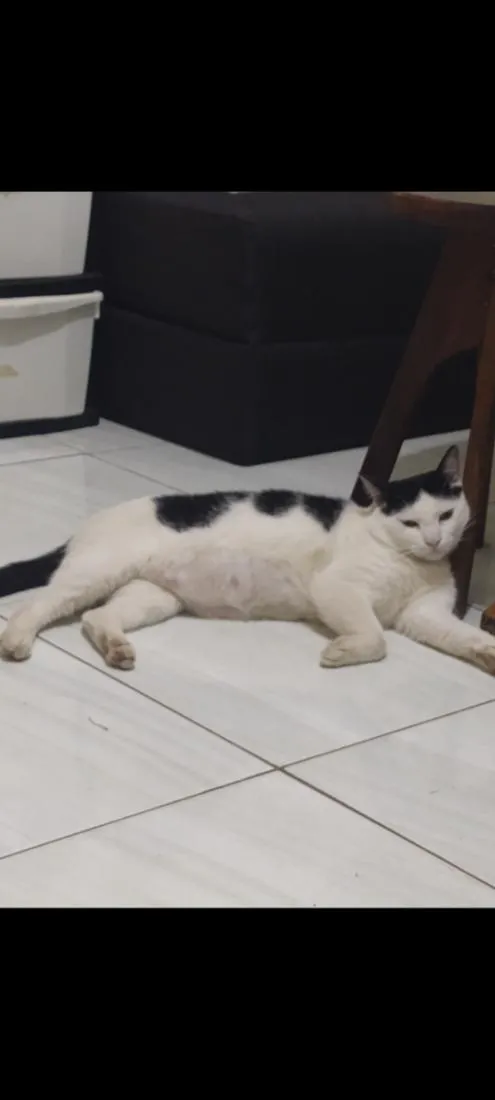 Gato raça SRD-ViraLata idade 3 anos nome frajolinha