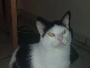Gato raça SRD-ViraLata idade 3 anos nome frajolinha