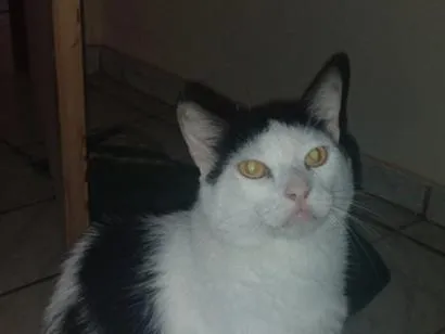 Gato raça SRD-ViraLata idade 3 anos nome frajolinha