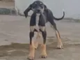nao tem nome ainda