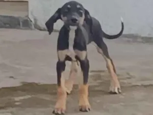 Cachorro raça Dobermann idade 2 a 6 meses nome nao tem nome ainda