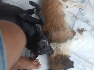 Cachorro raça SRD-ViraLata idade 6 ou mais anos nome chappie 