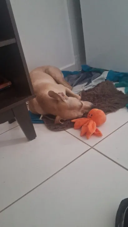 Cachorro raça SRD-ViraLata idade 1 ano nome kemi